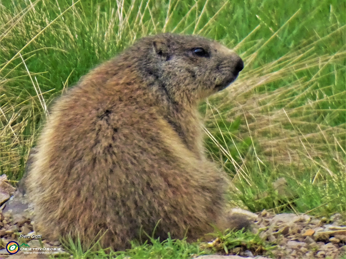 64 Marmota marmota (Marmotta delle Alpi) in osservazione.JPG